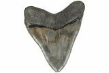 Serrated, Fossil Megalodon Tooth - Huge Meg Tooth #204585-2